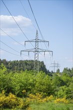 Power line in front of a blue sky above yellow flowering broom bushes, hairy greenweed (Genista