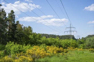 Power line in front of a blue sky above yellow flowering broom bushes, hairy greenweed (Genista