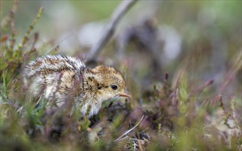 Chick of Red-legged Partridge, Alectoris rufa, North York Moors National Park, Yorkshire, England,