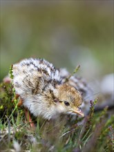 Chick of Red-legged Partridge, Alectoris rufa, North York Moors National Park, Yorkshire, England,