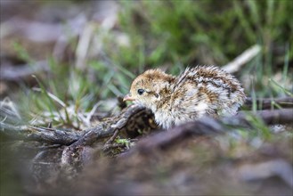 Chick of Red-legged Partridge, Alectoris rufa, North York Moors National Park, Yorkshire, England,