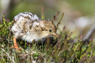 Chick of Red-legged Partridge, Alectoris rufa, North York Moors National Park, Yorkshire, England,