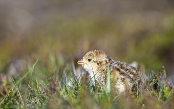 Chick of Red-legged Partridge, Alectoris rufa, North York Moors National Park, Yorkshire, England,