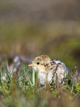 Chick of Red-legged Partridge, Alectoris rufa, North York Moors National Park, Yorkshire, England,