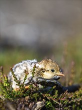 Chick of Red-legged Partridge, Alectoris rufa, North York Moors National Park, Yorkshire, England,