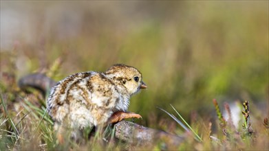 Chick of Red-legged Partridge, Alectoris rufa, North York Moors National Park, Yorkshire, England,