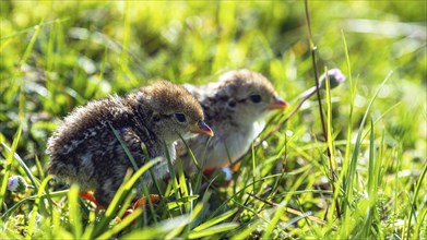 Chick of Red-legged Partridge, Alectoris rufa, North York Moors National Park, Yorkshire, England,