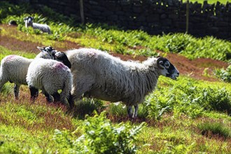 Sheeps in North York Moors National Park, Yorkshire, England, United Kingdom, Europe