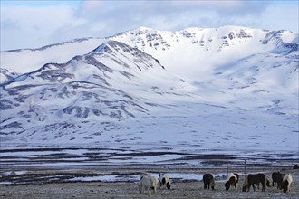 Horses grazing in the snow against a breathtaking mountain backdrop, winter, Skagarfjördur, North