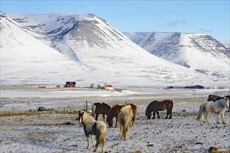 Icelandic horses grazing in a snowy landscape in front of majestic mountains and a farm, Höfsos,