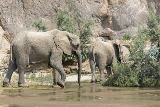 Desert elephants (Loxodonta africana) in the Hoarusib dry river, Kaokoveld, Kunene region, Namibia,