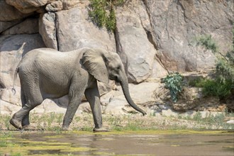 Desert elephant (Loxodonta africana) in the Hoarusib dry river, Kaokoveld, Kunene region, Namibia,