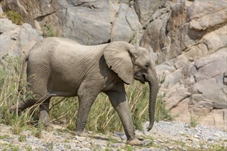 Desert elephant (Loxodonta africana) in the Hoarusib dry river, Kaokoveld, Kunene region, Namibia,