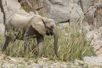 Desert elephant (Loxodonta africana) in the Hoarusib dry river, Kaokoveld, Kunene region, Namibia,