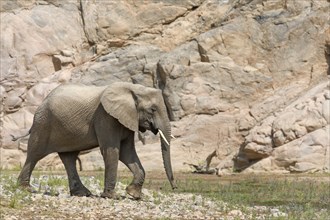 Desert elephant (Loxodonta africana) in the Hoarusib dry river, Kaokoveld, Kunene region, Namibia,