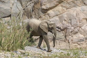 Desert elephant (Loxodonta africana) in the Hoarusib dry river, Kaokoveld, Kunene region, Namibia,