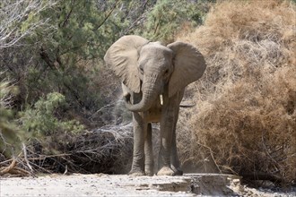 Desert elephant (Loxodonta africana) in the Hoarusib dry river, Kaokoveld, Kunene region, Namibia,