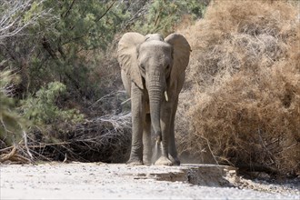 Desert elephant (Loxodonta africana) in the Hoarusib dry river, Kaokoveld, Kunene region, Namibia,