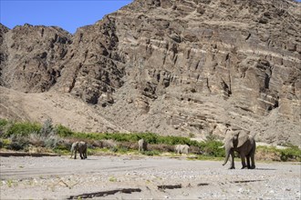 Desert elephants (Loxodonta africana) in the Hoanib dry river, Kaokoveld, Kunene region, Namibia,