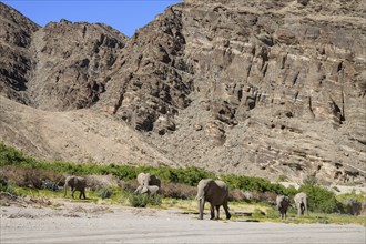 Desert elephants (Loxodonta africana) in the Hoanib dry river, Kaokoveld, Kunene region, Namibia,