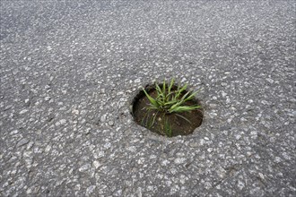 A few blades of grass grow in a hole in the carriageway, with space for text