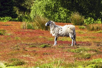 Sheeps in North York Moors National Park, Yorkshire, England, United Kingdom, Europe