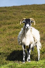 Sheeps in North York Moors National Park, Yorkshire, England, United Kingdom, Europe