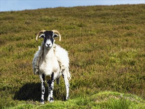 Sheeps in North York Moors National Park, Yorkshire, England, United Kingdom, Europe