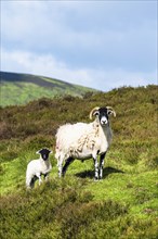 Sheeps in North York Moors National Park, Yorkshire, England, United Kingdom, Europe