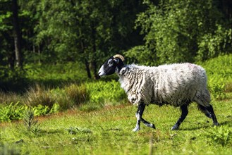 Sheeps in North York Moors National Park, Yorkshire, England, United Kingdom, Europe