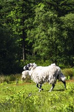 Sheeps in North York Moors National Park, Yorkshire, England, United Kingdom, Europe