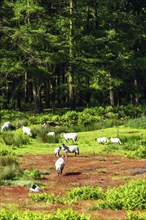 Farms and Sheeps in North York Moors National Park, Yorkshire, England, United Kingdom, Europe