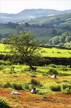 Farms and Sheeps in North York Moors National Park, Yorkshire, England, United Kingdom, Europe