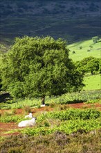 Farms and Sheeps in North York Moors National Park, Yorkshire, England, United Kingdom, Europe