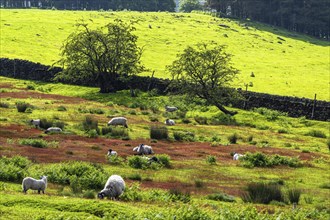 Farms and Sheeps in North York Moors National Park, Yorkshire, England, United Kingdom, Europe