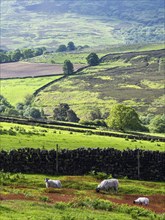 Farms and Sheeps in North York Moors National Park, Yorkshire, England, United Kingdom, Europe