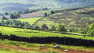 Farms and Sheeps in North York Moors National Park, Yorkshire, England, United Kingdom, Europe