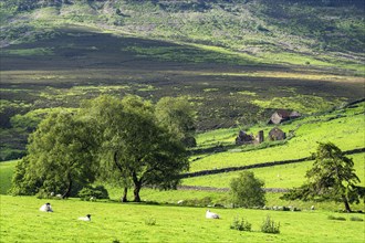 Farms and Sheeps in North York Moors National Park, Yorkshire, England, United Kingdom, Europe