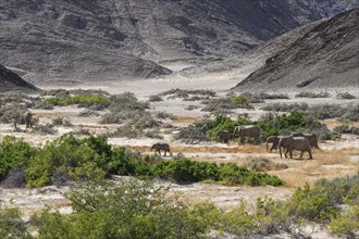 Desert elephants (Loxodonta africana) in the Hoanib dry river, Kaokoveld, Kunene region, Namibia,