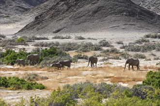 Desert elephants (Loxodonta africana) in the Hoanib dry river, Kaokoveld, Kunene region, Namibia,