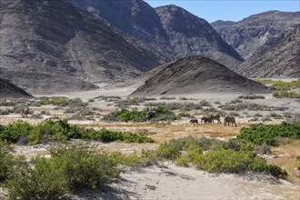 Desert elephants (Loxodonta africana) in the Hoanib dry river, Kaokoveld, Kunene region, Namibia,