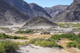 Desert elephants (Loxodonta africana) in the Hoanib dry river, Kaokoveld, Kunene region, Namibia,