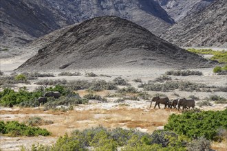 Desert elephants (Loxodonta africana) in the Hoanib dry river, Kaokoveld, Kunene region, Namibia,