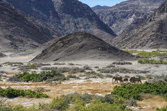 Desert elephants (Loxodonta africana) in the Hoanib dry river, Kaokoveld, Kunene region, Namibia,