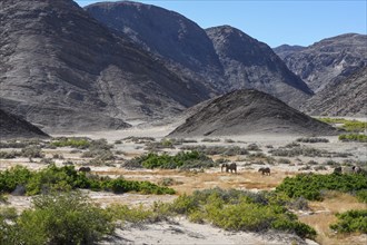 Desert elephants (Loxodonta africana) in the Hoanib dry river, Kaokoveld, Kunene region, Namibia,