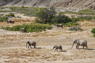 Desert elephants (Loxodonta africana) in the Hoanib dry river, Kaokoveld, Kunene region, Namibia,