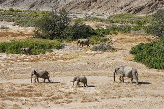 Desert elephants (Loxodonta africana) in the Hoanib dry river, Kaokoveld, Kunene region, Namibia,