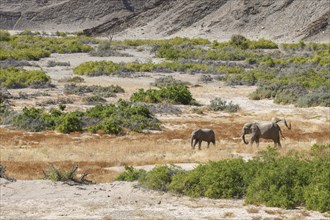 Desert elephants (Loxodonta africana) in the Hoanib dry river, Kaokoveld, Kunene region, Namibia,