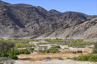 Desert elephants (Loxodonta africana) in the Hoanib dry river, Kaokoveld, Kunene region, Namibia,