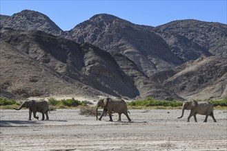 Desert elephants (Loxodonta africana) in the Hoanib dry river, Kaokoveld, Kunene region, Namibia,